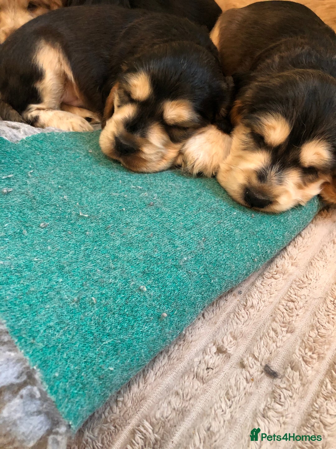 Cocker Spaniel dogs for sale: Beautiful litter of KC reg Cocker Spaniel puppies - Image 10