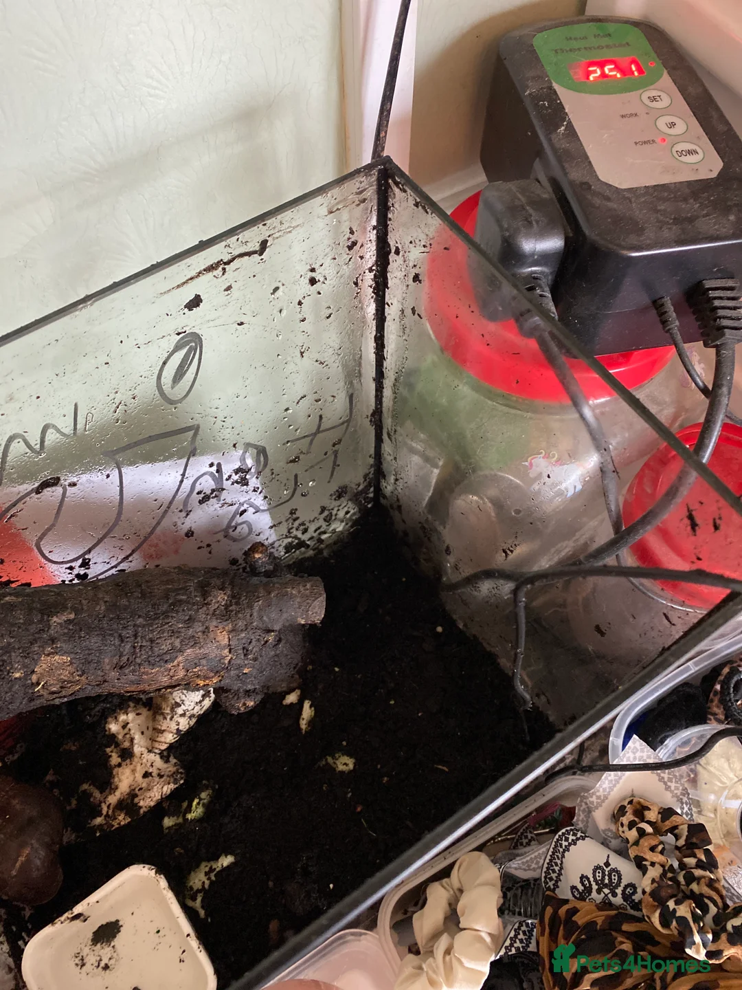 Snails invertebrates for sale: African land snails in Exmouth - Advert 2