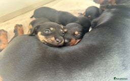 Miniature Dachshund dogs for sale: Miniature Dachshunds  - Image 2