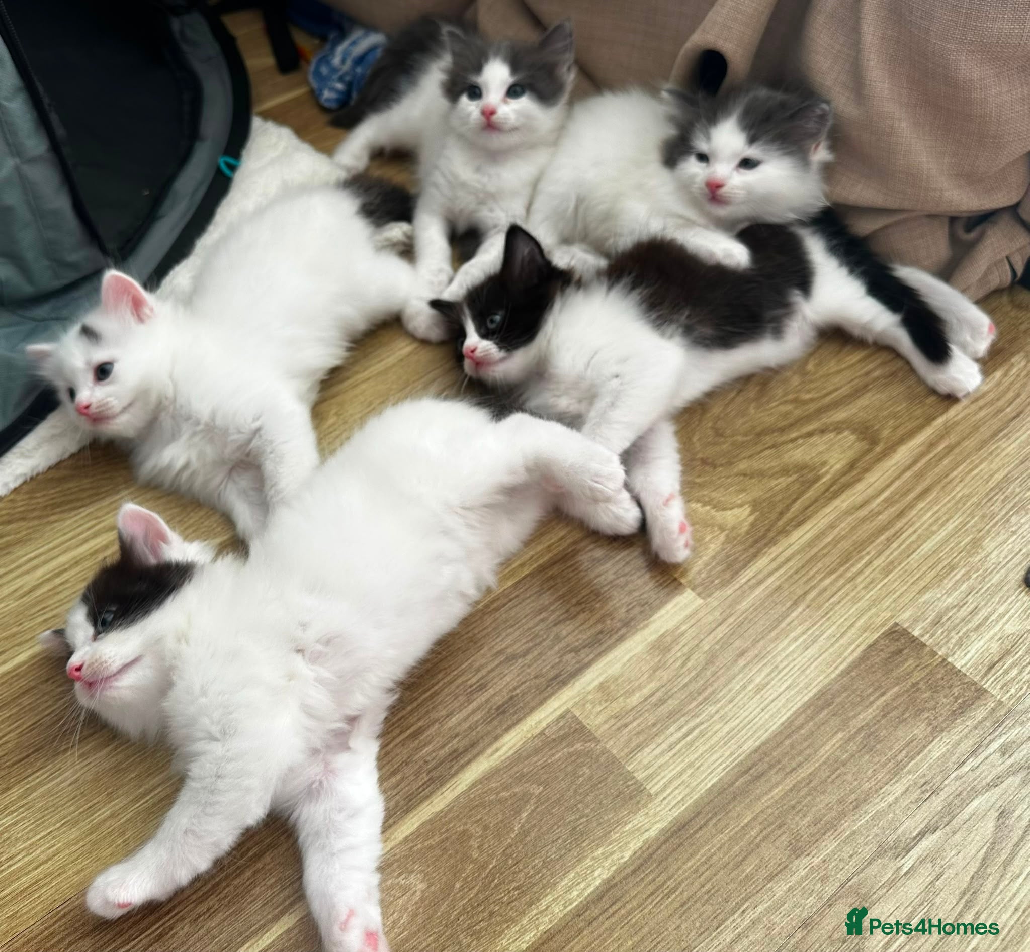 Ragdoll cats 🐾 5 Beautiful Ragdoll Cross Kittens 🐾 - Advert 2