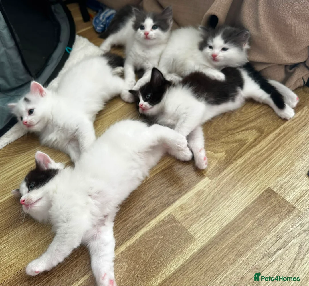 Ragdoll cats for sale: 🐾 5 Beautiful Ragdoll Cross Kittens 🐾 in Southampton - Advert 2