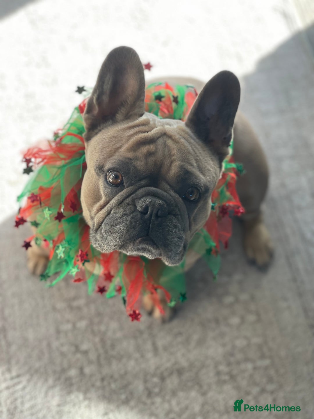 French Bulldog dogs for sale: Kallie  - Advert 2