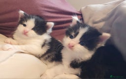 Mixed Breed cats for sale: 2 fluffy boys - Image 13