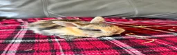 Mini Lop rabbits for sale: Mixed litter mini lops  - Advert 8