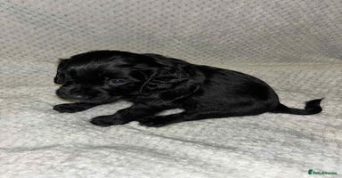 Cocker Spaniel dogs - Advert 12