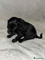 Cocker Spaniel dogs - Advert 7