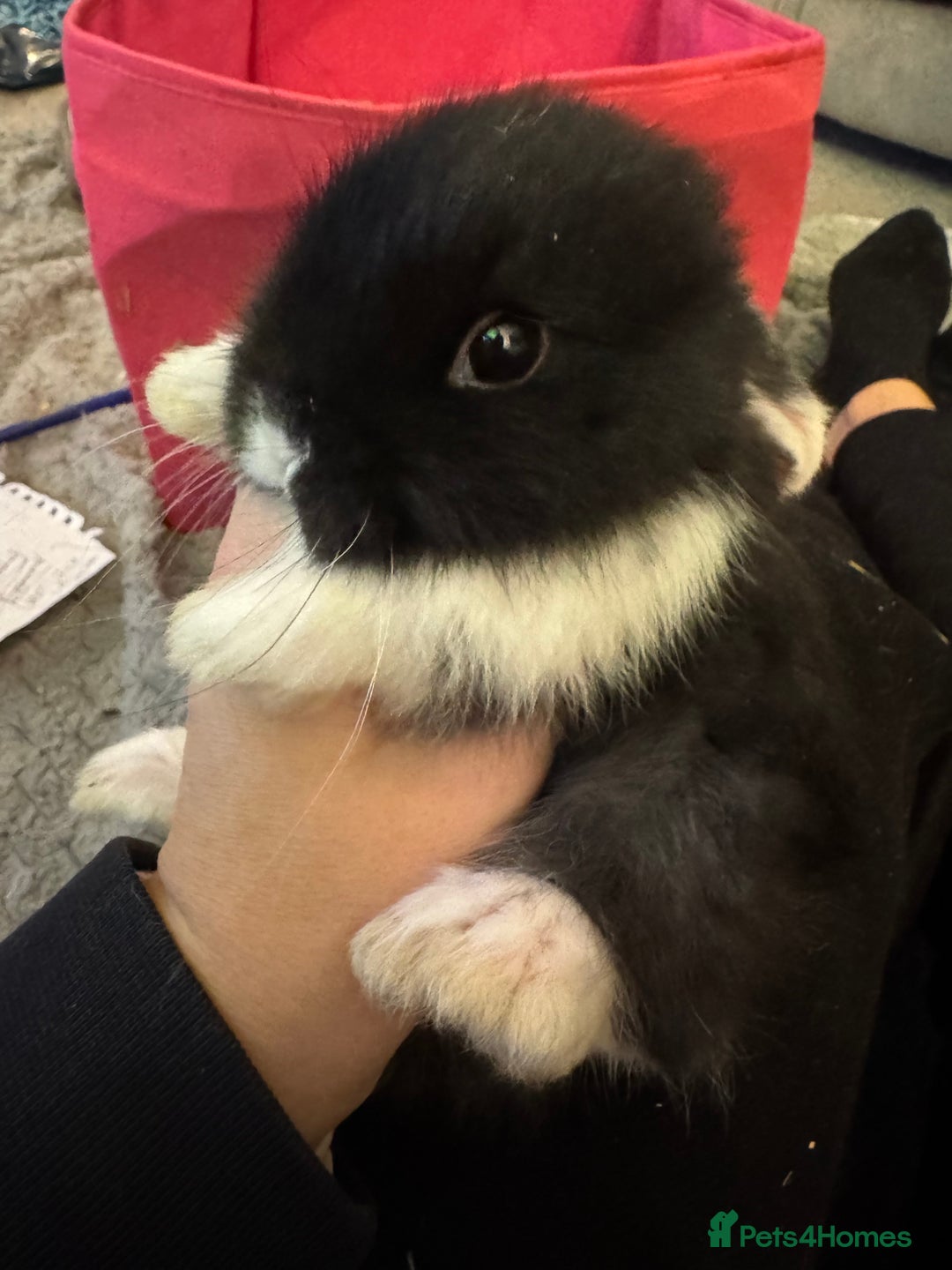 Mini Lop rabbits for sale: Mini lop baby bunnies  - Advert 4