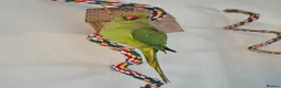Ringnecks birds for sale: Green male Indian ringneck - Advert 3