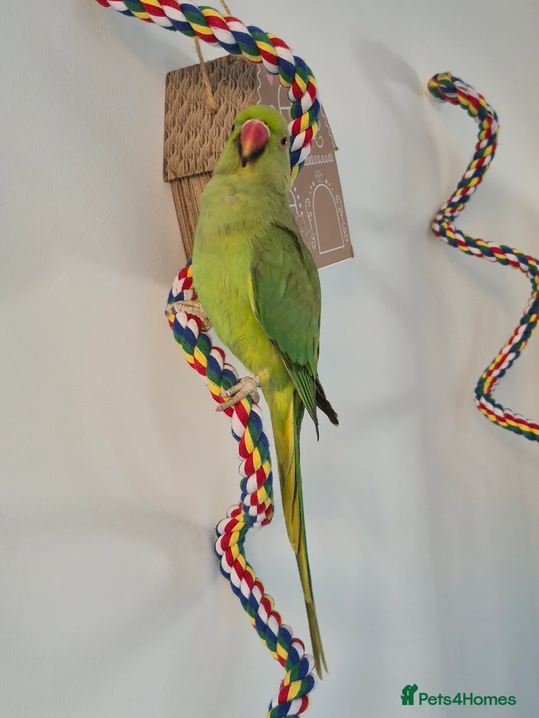 Ringnecks birds for sale: Green male Indian ringneck - Advert 3