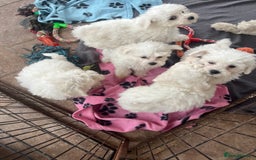 Bichon Frise dogs for sale: Pure bichon frise puppies  - Image 6