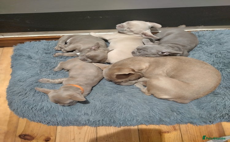 French Bulldog dogs - Advert 1