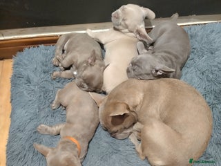 French Bulldog dogs Lovely KC registered Frenchies for sale - Advert 5