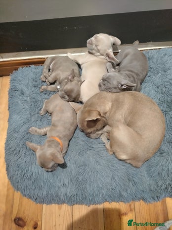 French Bulldog dogs - Advert 1