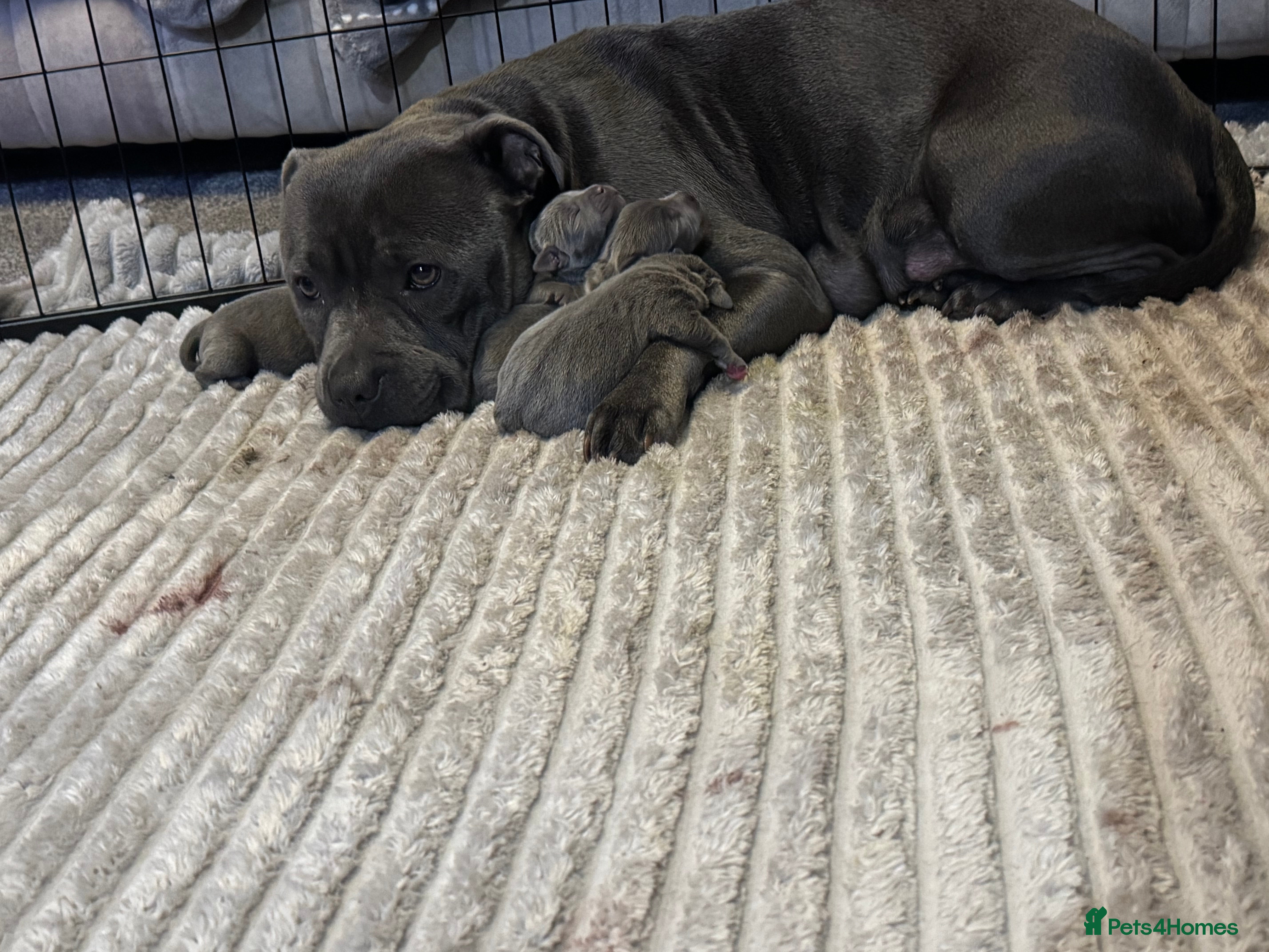 Staffordshire Bull Terrier dogs Blue Staffordshire bull terrier pups  - Advert 2