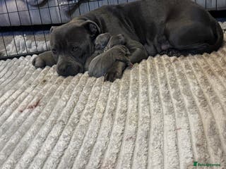 Staffordshire Bull Terrier dogs Blue Staffordshire bull terrier pups - Advert 8