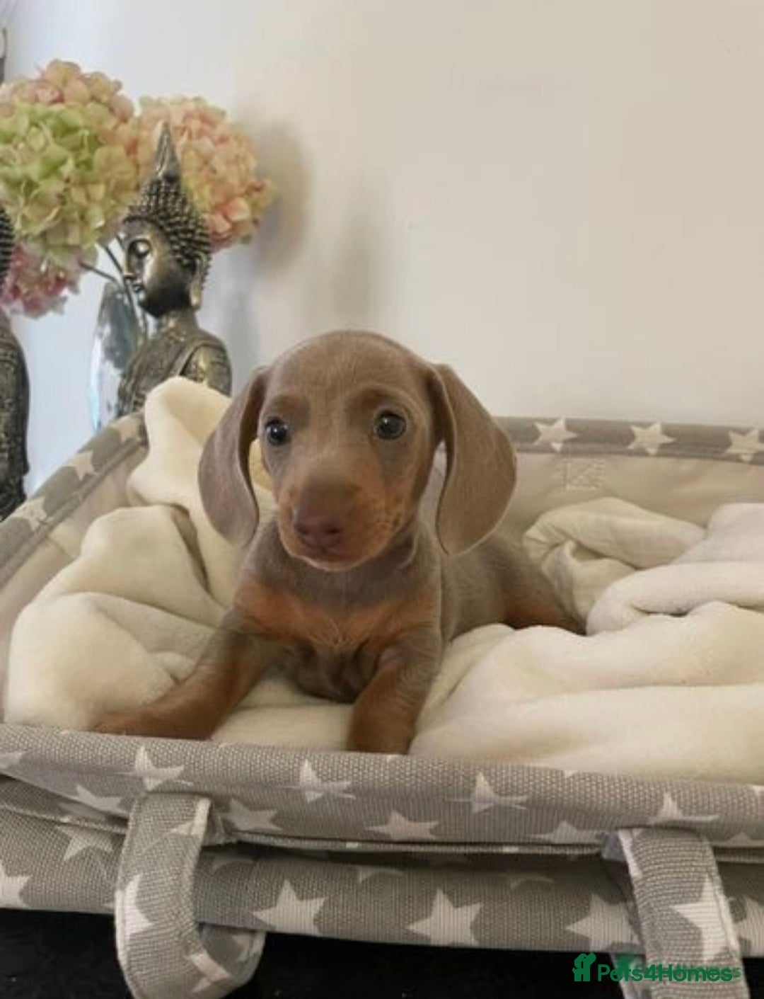 Miniature Dachshund dogs for stud: Experienced Choc & Tan Mini - KC Reg & DNA CLEAR in Romford - Advert 19