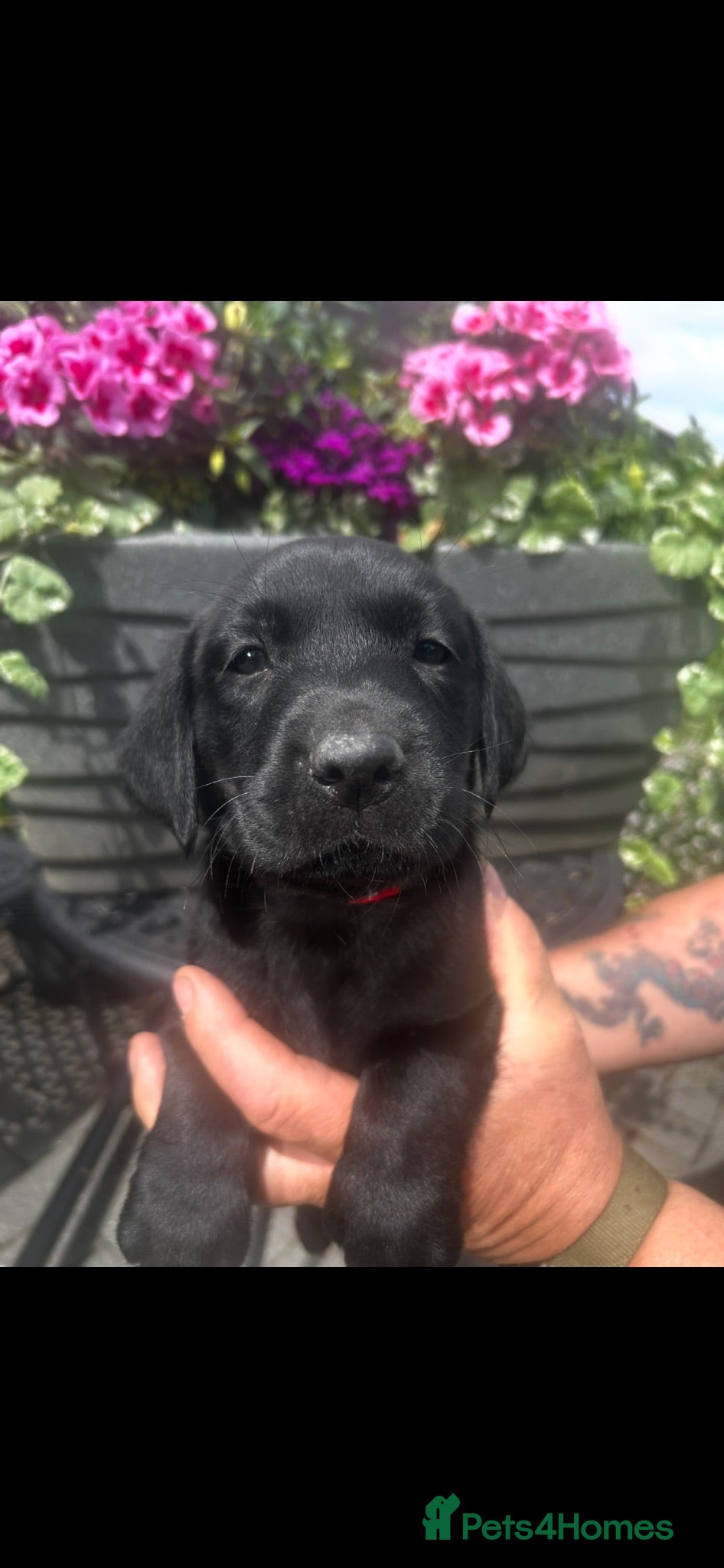 Labrador Retriever dogs Georgous litter of male working Labradors - Advert 1