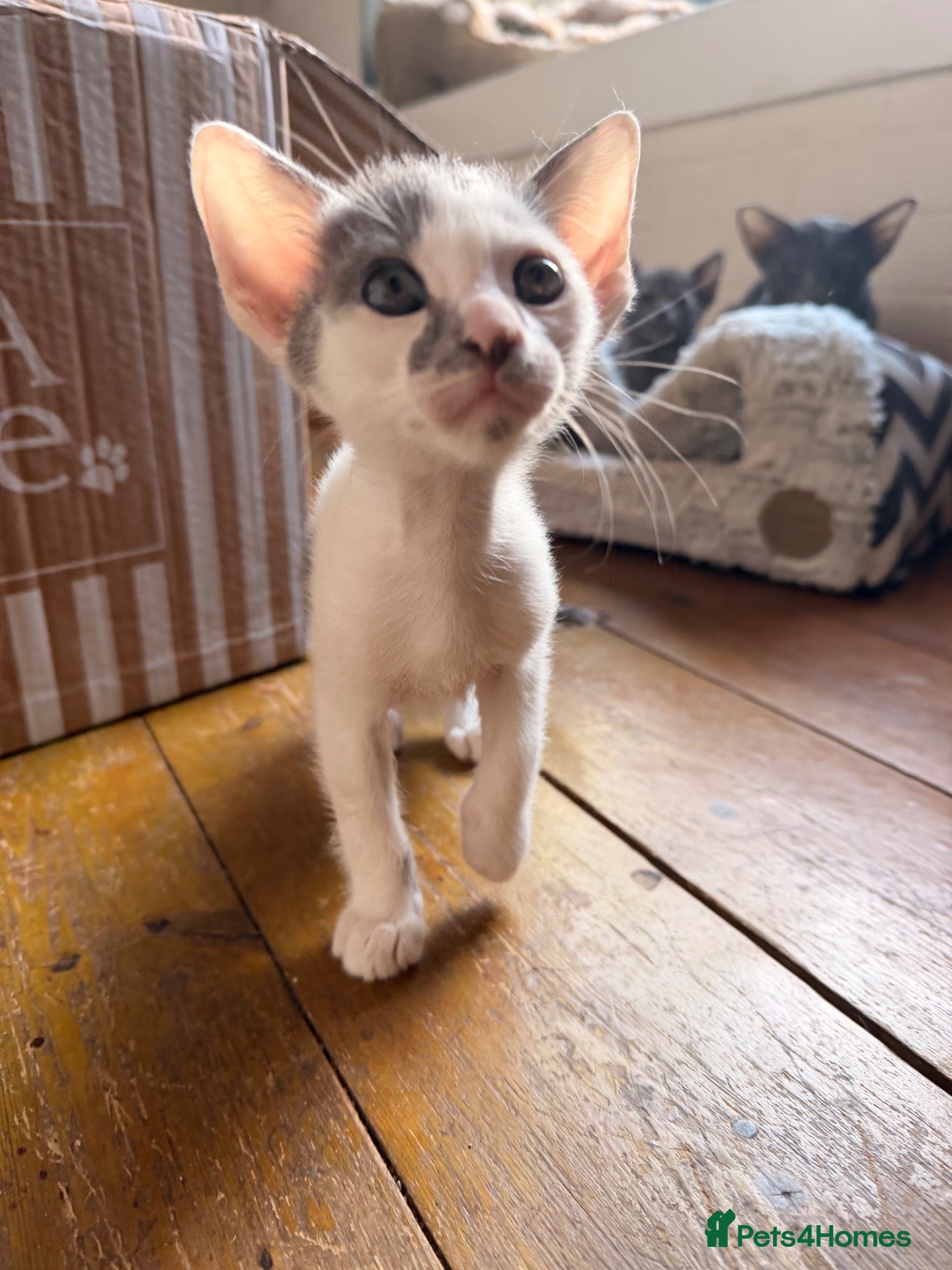 Oriental cats for sale: Oriental kittens available, males and female  - Advert 2