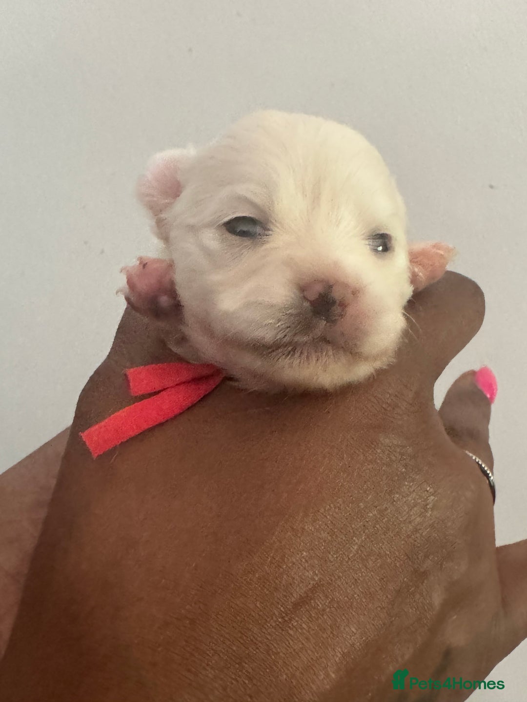 Pomchi dogs for sale: Beautiful Fluffy Pomchis - Image 17
