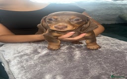 Miniature Dachshund dogs for sale: Beautiful miniature dachshund pups  - Image 3