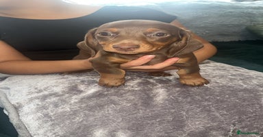 Miniature Dachshund dogs - Advert 7