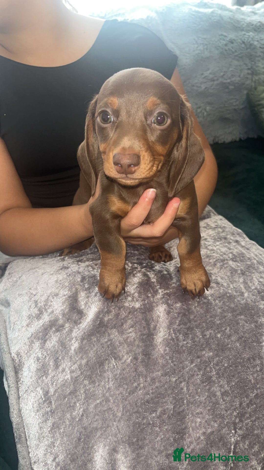 Miniature Dachshund dogs for sale: Beautiful miniature dachshund pups  - Image 3
