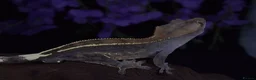 Gecko reptiles for sale: High end crested geckos - Advert 8