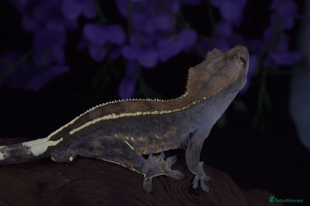 Gecko reptiles for sale: High end crested geckos - Advert 8