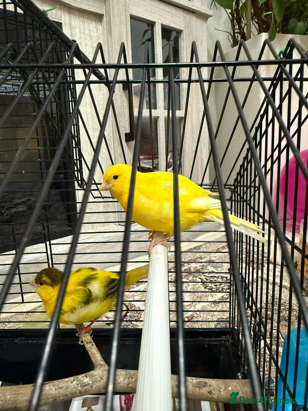 Lovebirds birds for sale: Male  - Advert 9