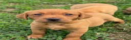 Labrador Retriever dogs for sale: KC Labradors - parents health tested  - Advert 13