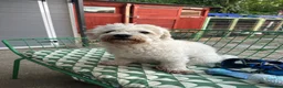 Bichon Frise dogs for sale: Bichon Frise - Advert 1