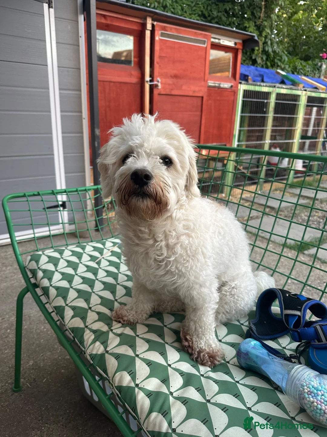 Bichon Frise dogs for sale: Bichon Frise - Advert 1
