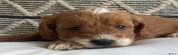 Cockapoo dogs for sale: F1 MINIATURE  SHOW-LINE COCKAPOO PUPPIES  - Advert 15