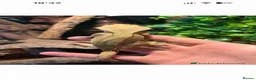 Mixed Breed reptiles for sale: Multiple reptiles for sale  - Advert 6