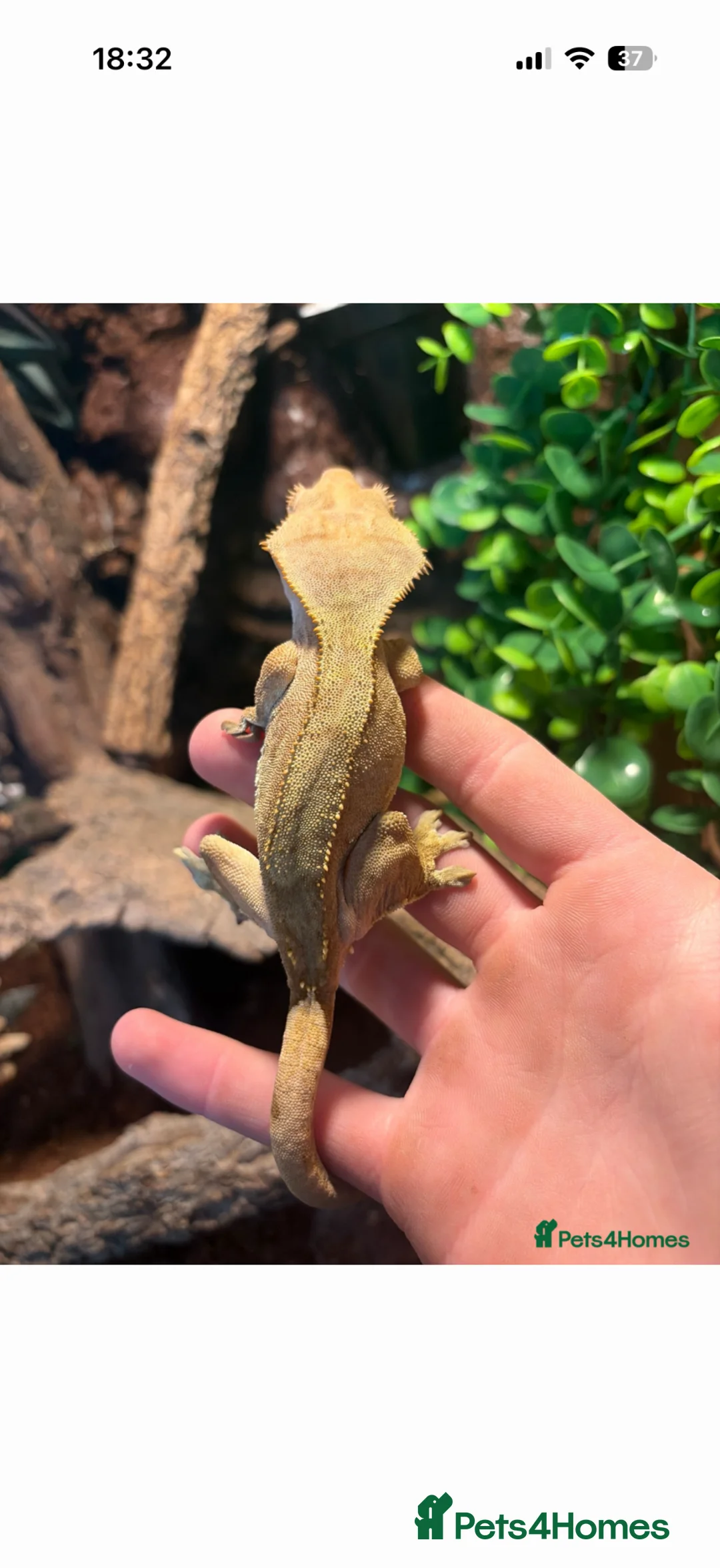 Mixed Breed reptiles for sale: Multiple reptiles for sale  - Advert 6