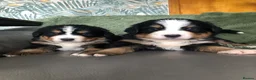 Bernese Mountain Dog dogs for sale: Stunning Bernese mountain puppies - Advert 6