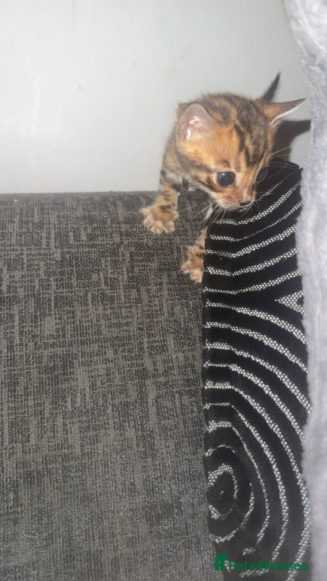 Bengal cats for sale: Bengal kittens  - Advert 29