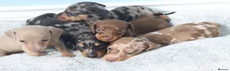 Miniature Dachshund dogs for sale: Miniature Dachshund Puppies - Advert 6