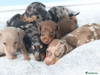 Miniature Dachshund dogs Miniature Dachshund Puppies - Advert 1