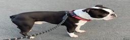 Boston Terrier dogs for stud: Outstanding champion lines in Doncaster - Advert 5