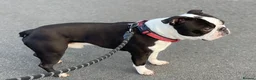 Boston Terrier dogs for stud: Outstanding champion lines in Doncaster - Advert 5