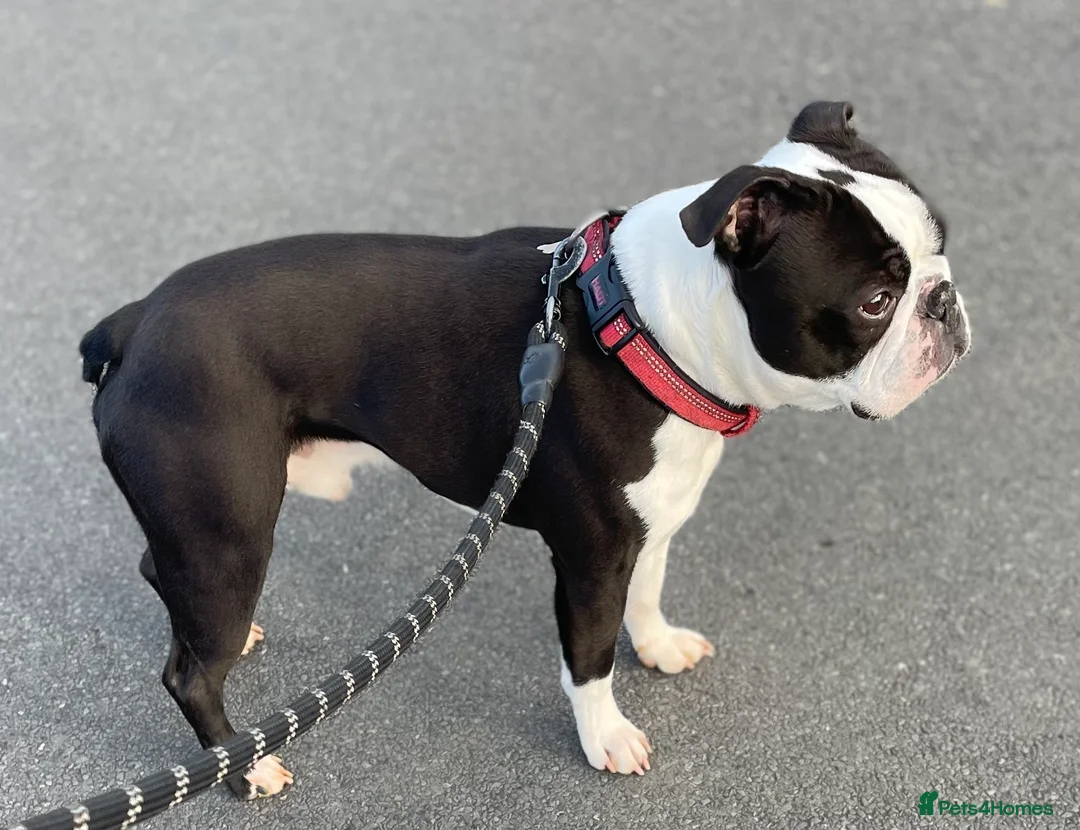 Boston Terrier dogs for stud: Outstanding champion lines in Doncaster - Advert 5