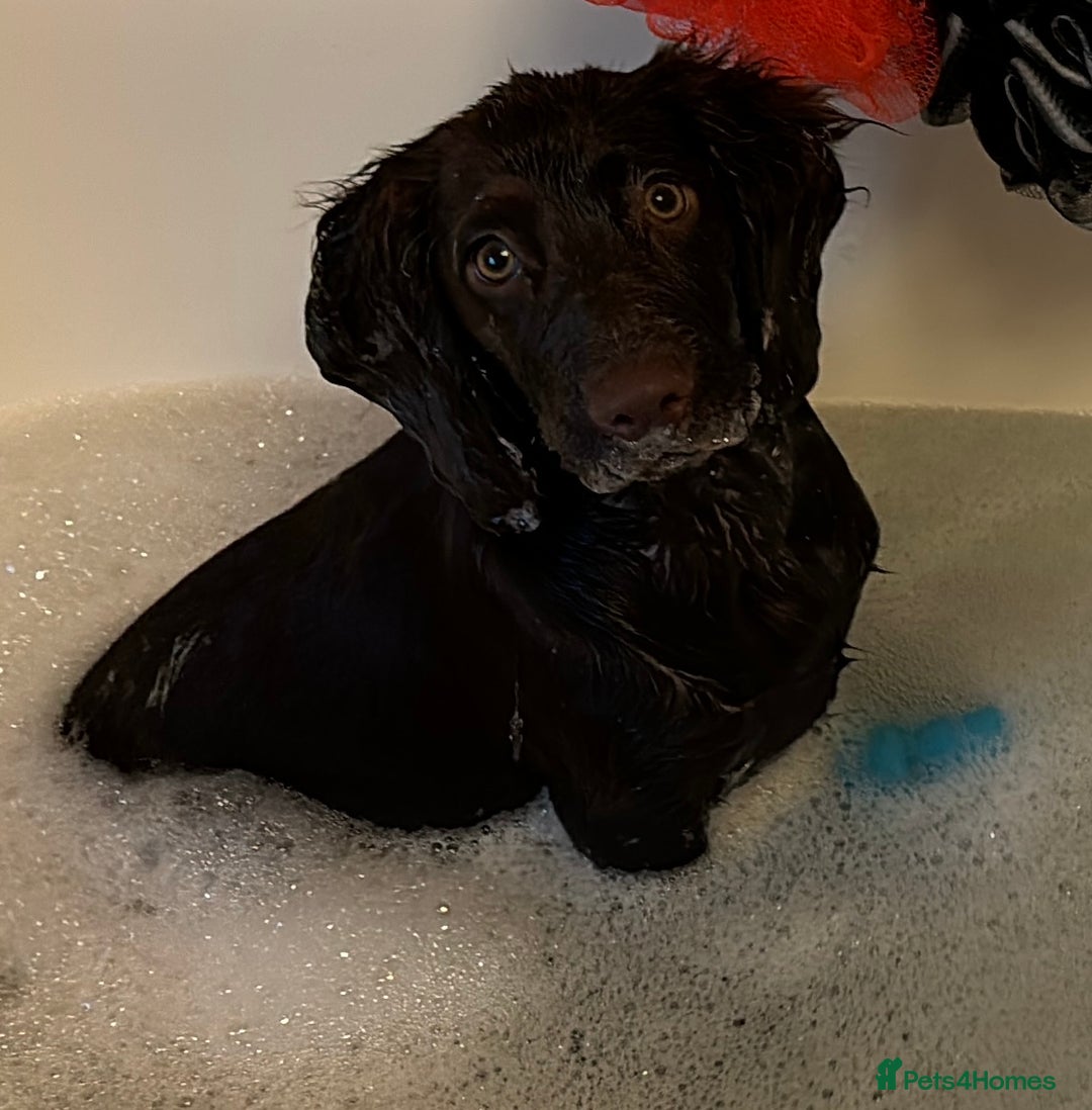 Cocker Spaniel dogs for stud: Looking for Stud - Advert 5