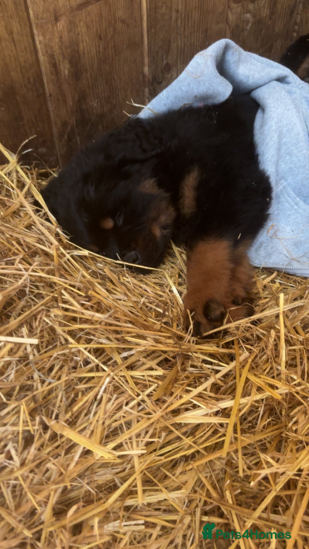 Rottweiler dogs for sale:  Rottweiler pups ready for there forever home.  - Advert 9