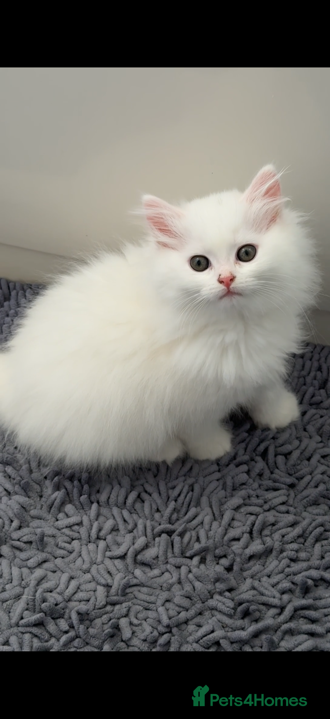 Mixed Breed cats for sale: Persian & Turkish Angora 1 boy 1 girl 9 weeks  - Advert 5
