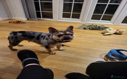 French Bulldog dogs for sale: French bulldog  - Image 2