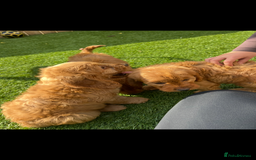 Cockapoo dogs for sale: Red Cockerpoo Puppies - Image 9