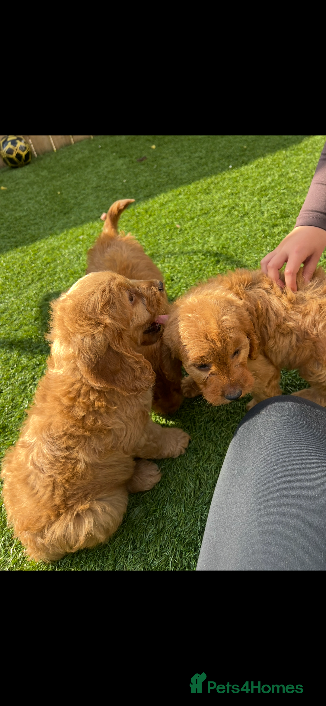 Cockapoo dogs for sale: Red Cockerpoo Puppies - Image 9
