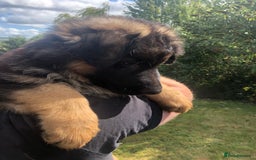 German Shepherd dogs for sale: Beautiful chunky long haired black, tan & red pups - Image 5