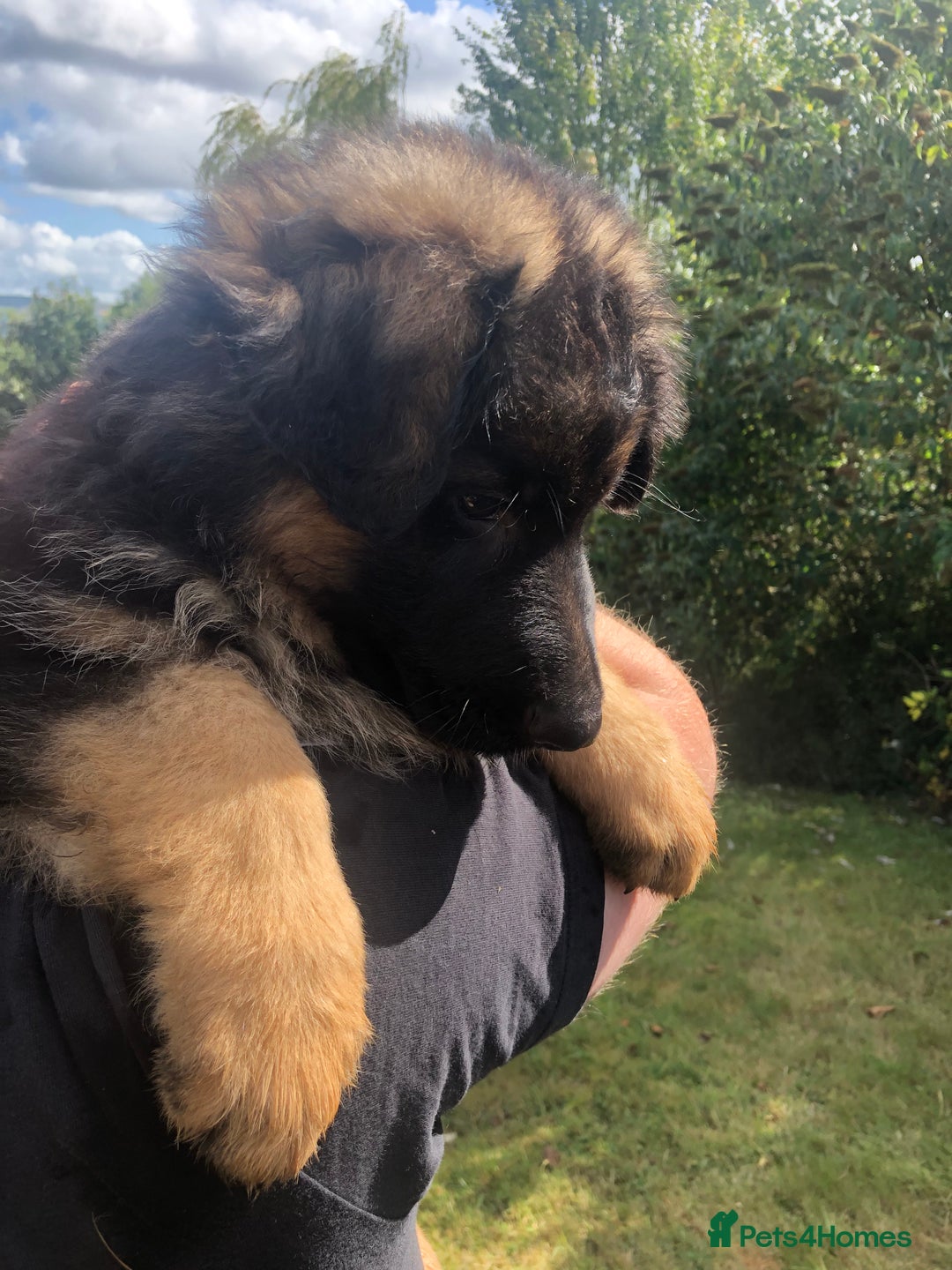 German Shepherd dogs for sale: Beautiful chunky long haired black, tan & red pups - Image 5